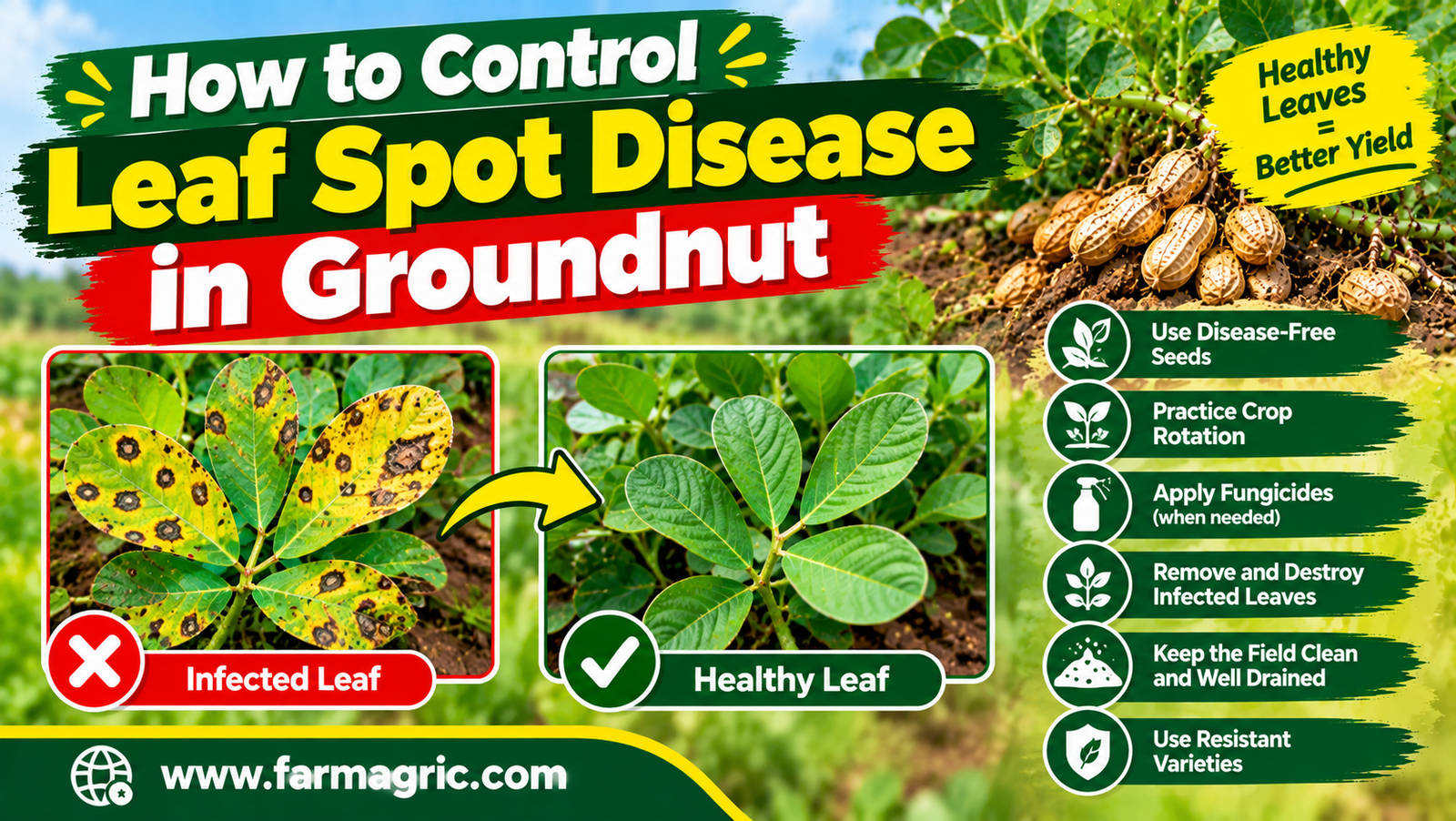 How to Control Leaf Spot Disease in Groundnut