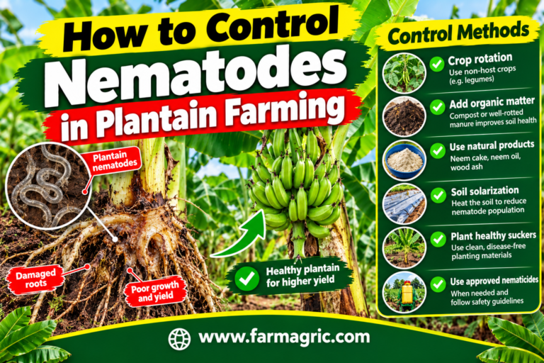 How to Control Nematodes in Plantain Farming