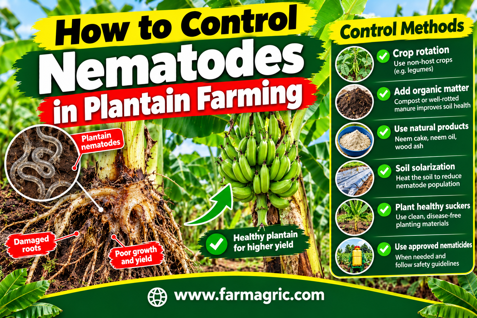 How to Control Nematodes in Plantain Farming