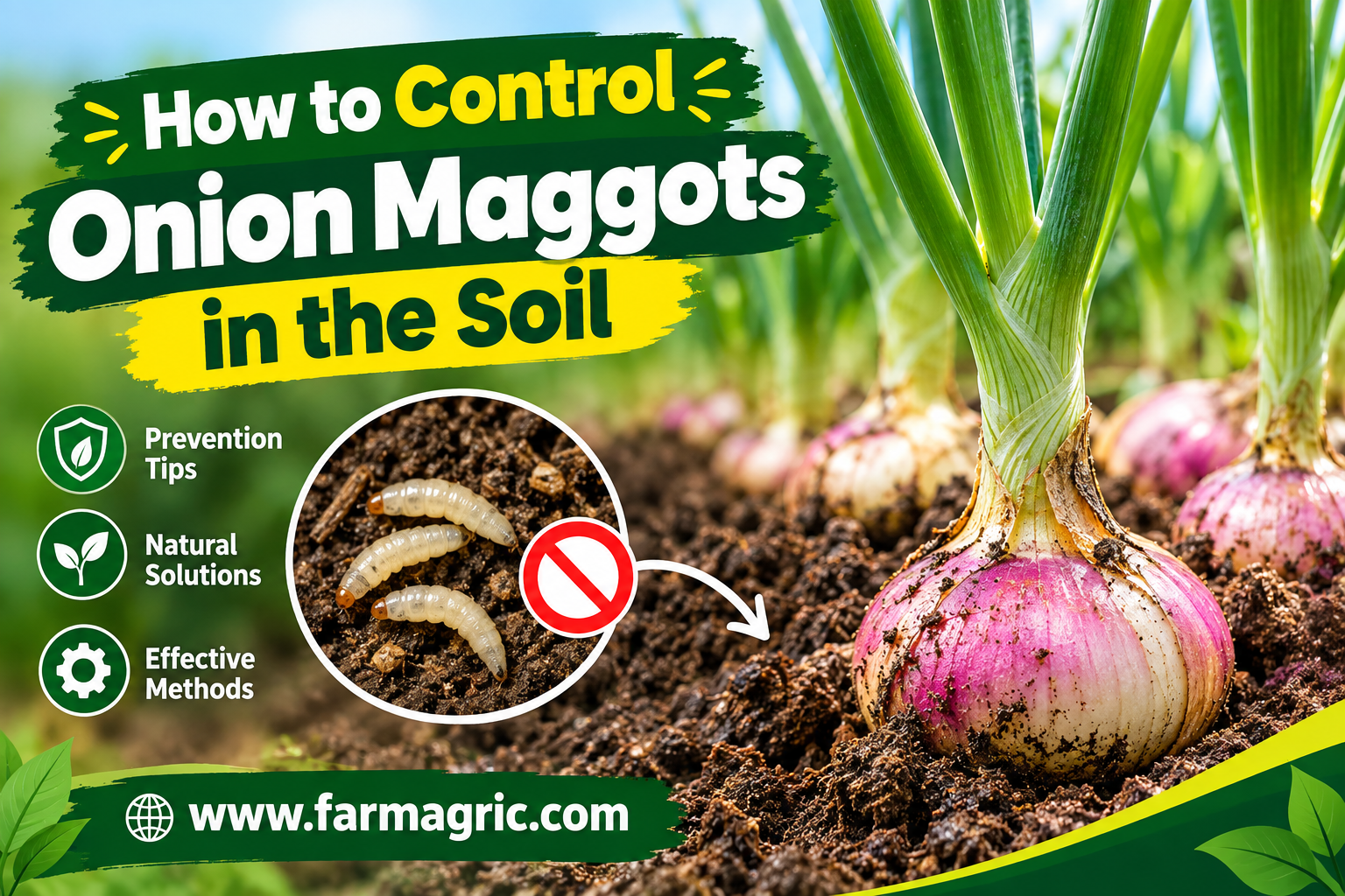 How to Control Onion Maggots in the Soil