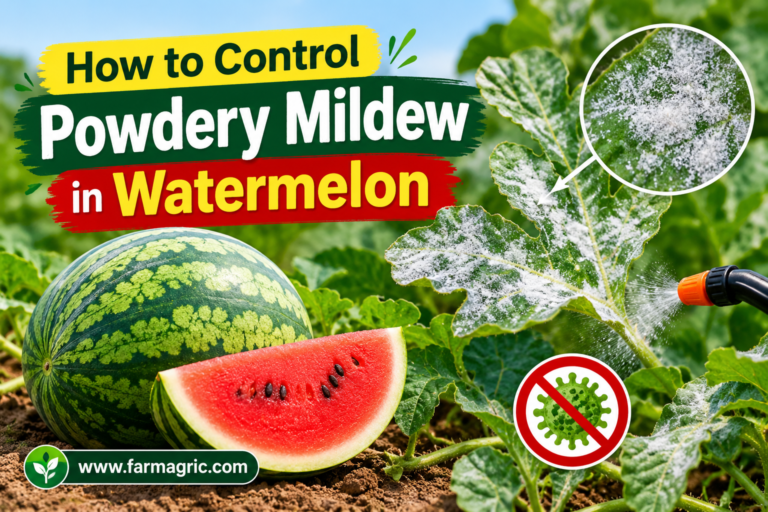 How to Control Powdery Mildew in Watermelon