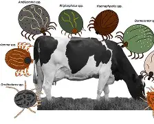 How to Control Tick Infestation in Cattle Naturally