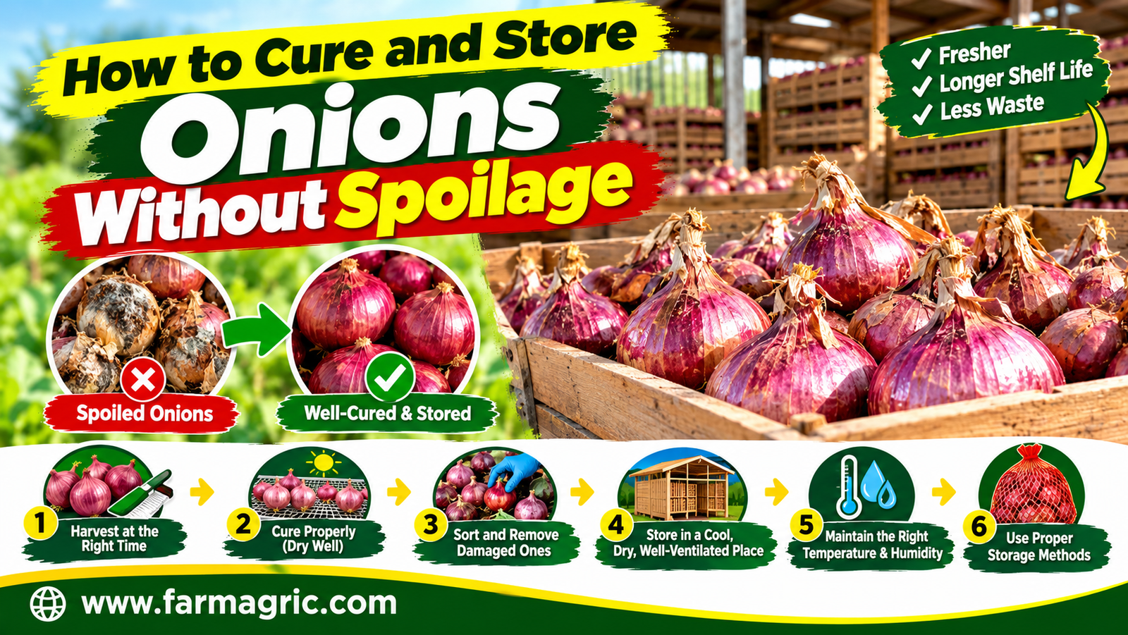 How to Cure and Store Onions Without Spoilage