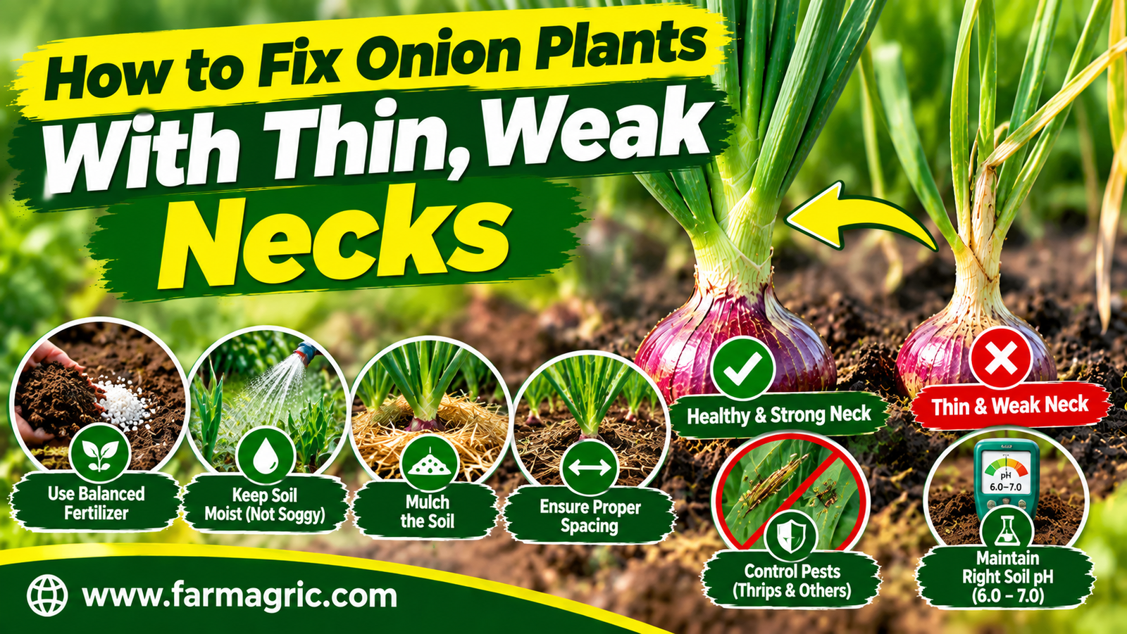 How to Fix Onion Plants With Thin, Weak Necks