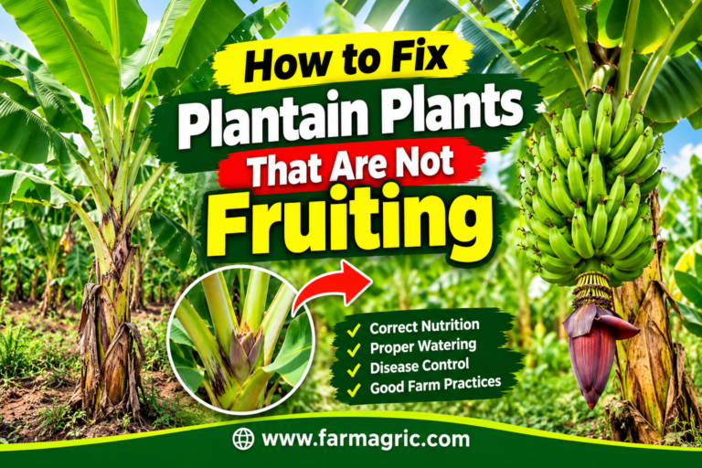 How to Fix Plantain Plants That Are Not Fruiting