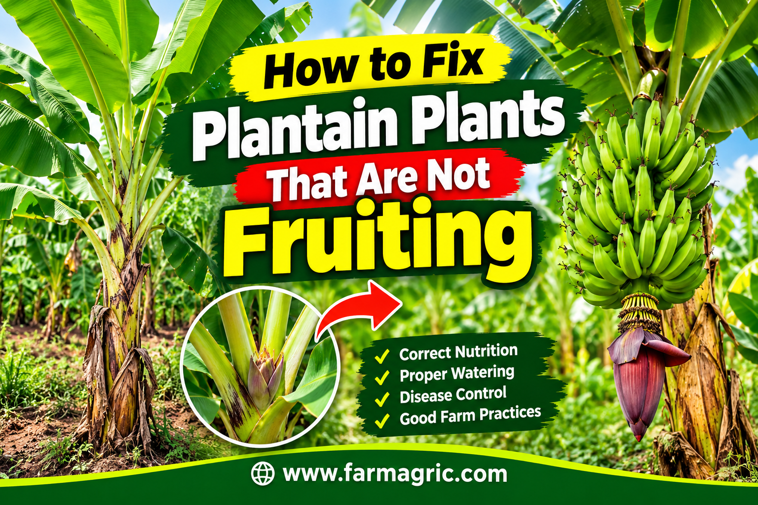 How to Fix Plantain Plants That Are Not Fruiting
