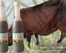 How to Fix Poor Appetite in Cattle
