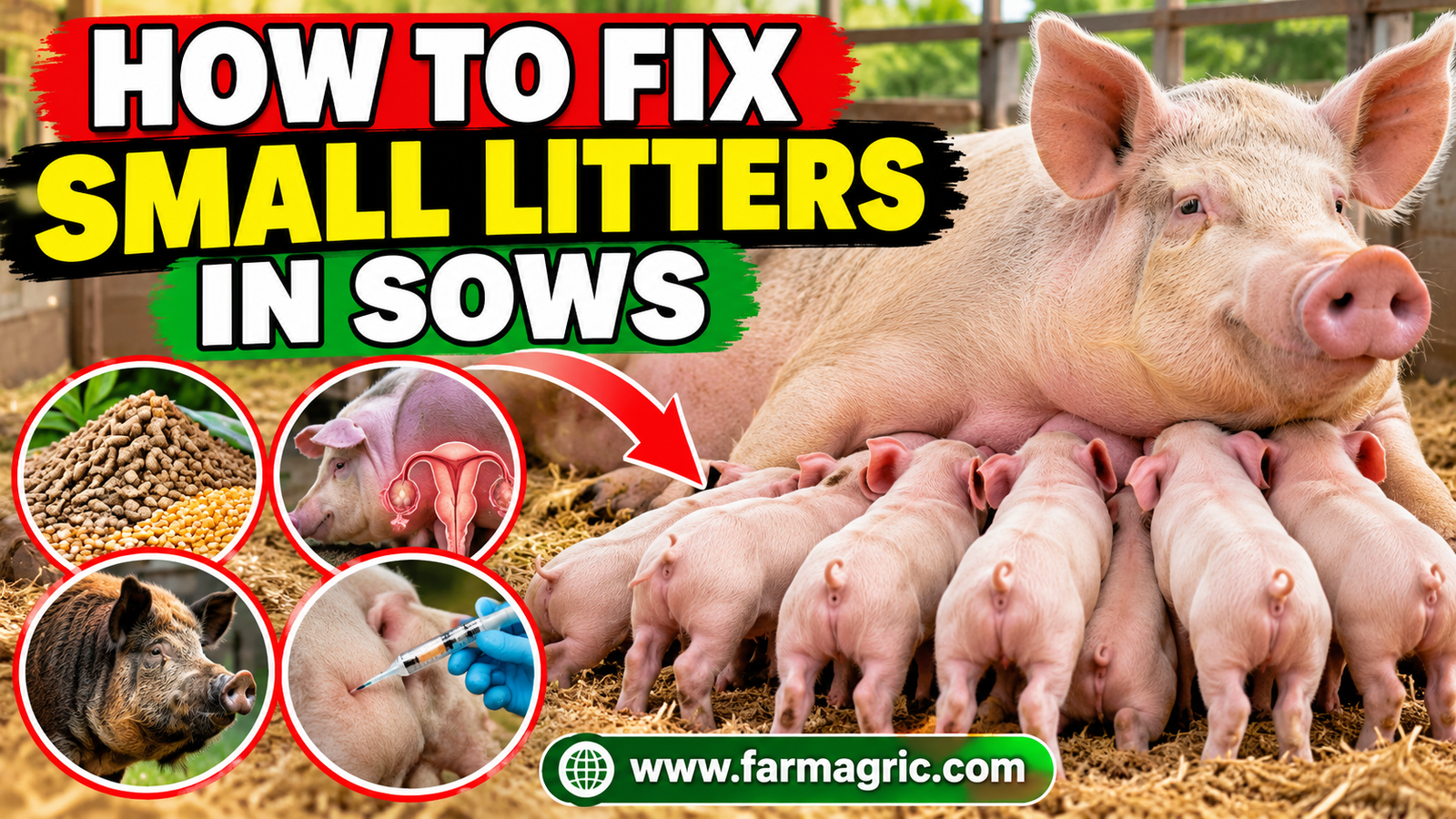 How to Fix Poor Litter Size in Sows