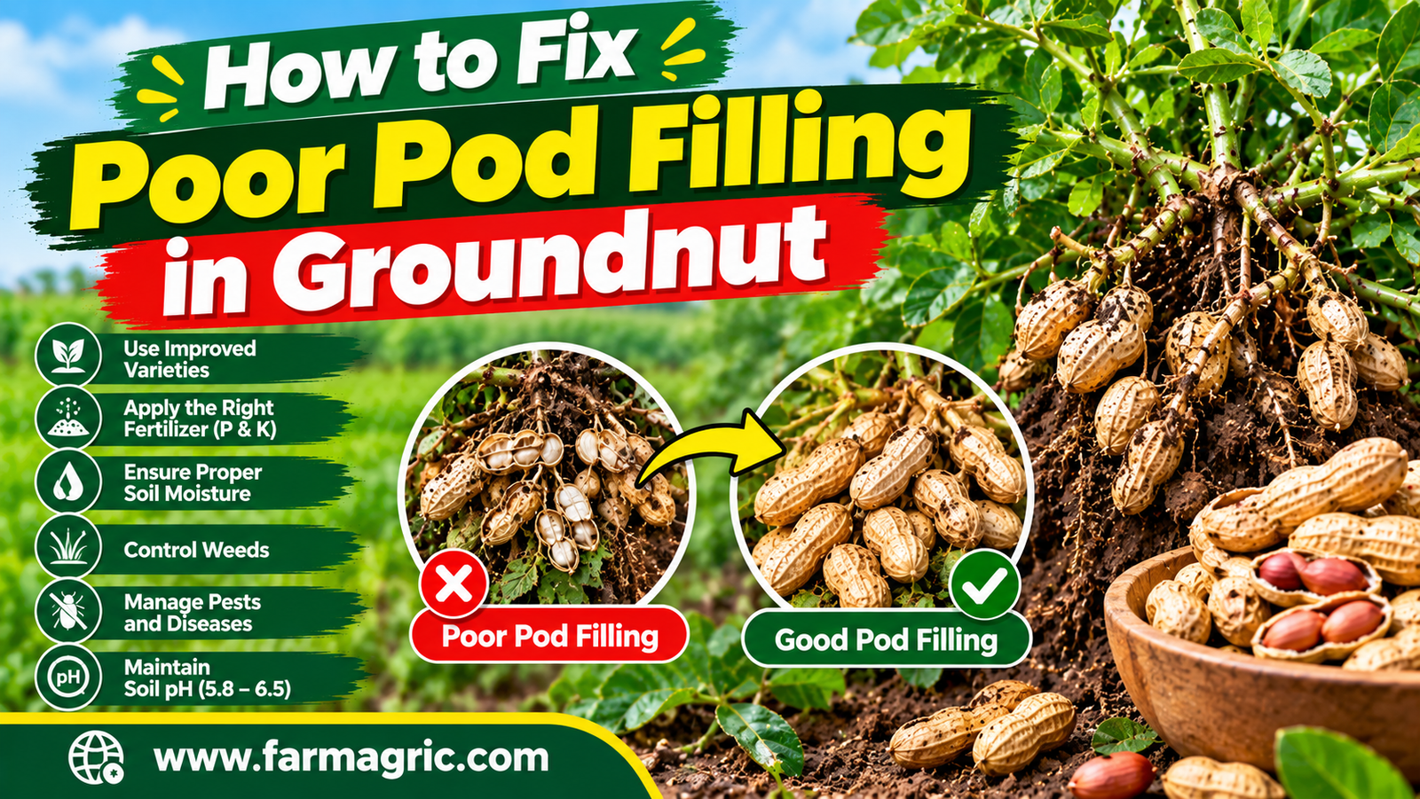 How to Fix Poor Pod Filling in Groundnut