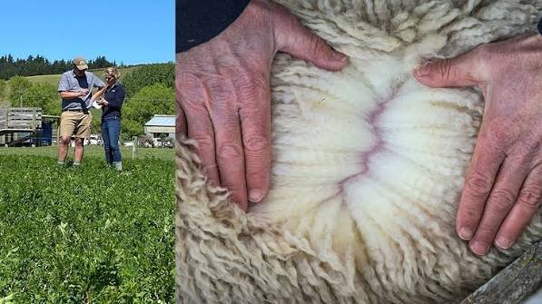 How to Fix Poor Wool Growth in Sheep