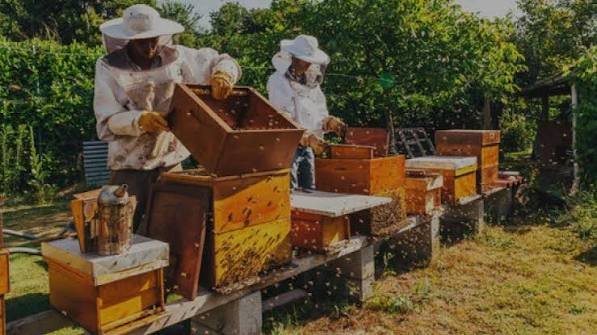 How to Harvest Honey Without Destroying the Hive