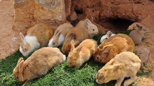 How to Improve Breeding Success in Rabbit Farming