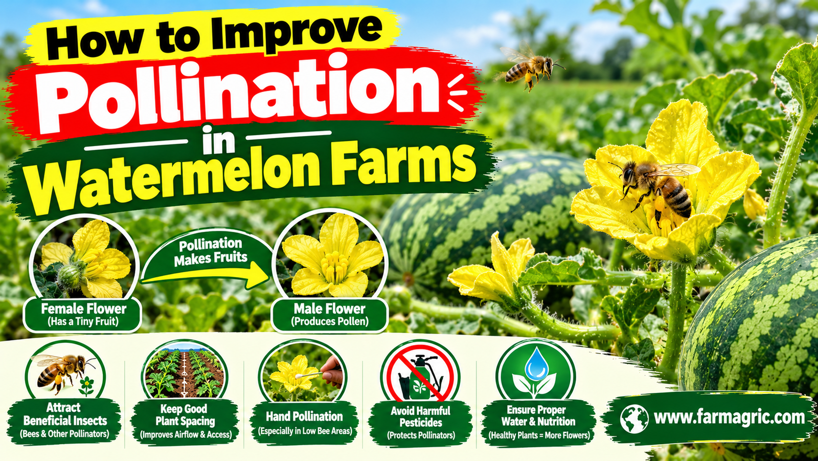 How to Improve Pollination in Watermelon Farms