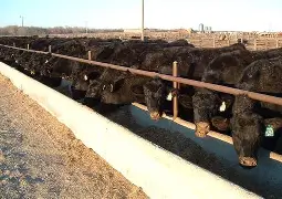 How to Improve Weight Gain in Beef Cattle
