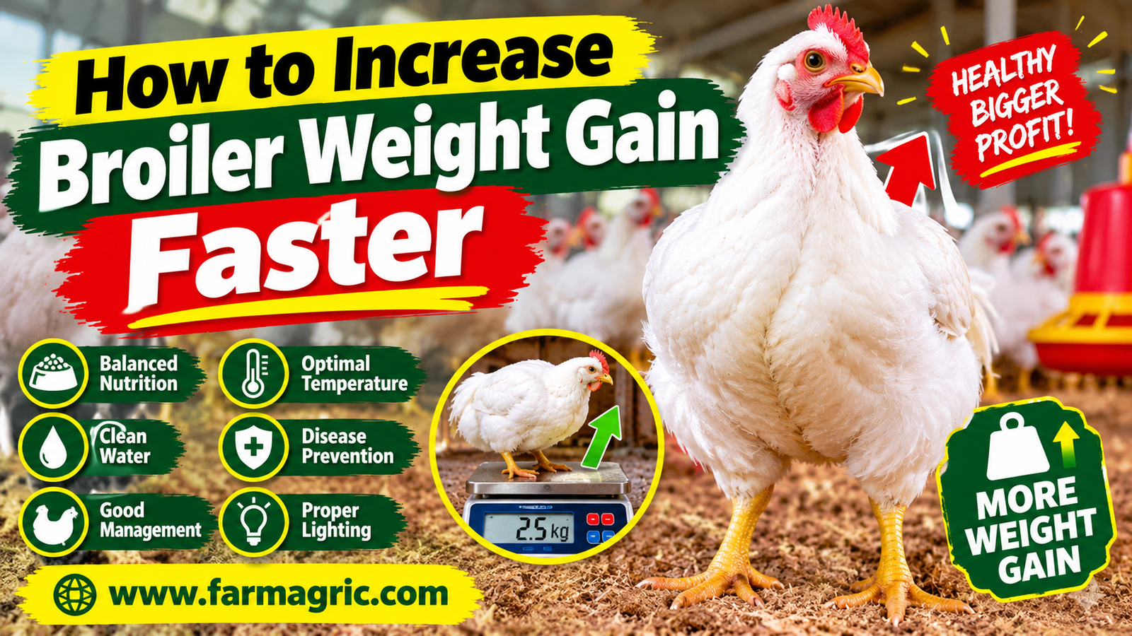 How to Increase Broiler Weight Gain Faster
