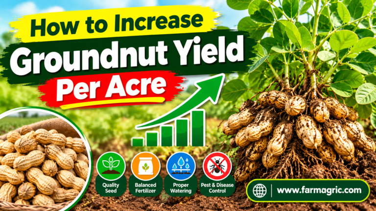 How to Increase Groundnut Yield Per Acre