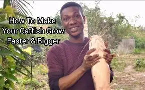 How to Increase Growth Rate in Catfish