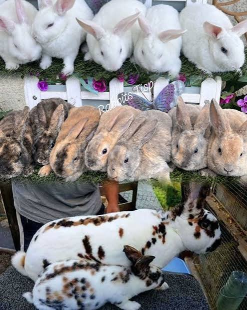 How to Increase Litter Size in Rabbits