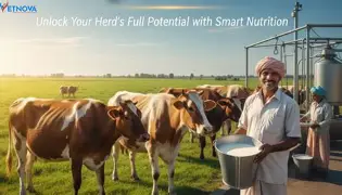 How to Increase Milk Yield in Dairy Cows