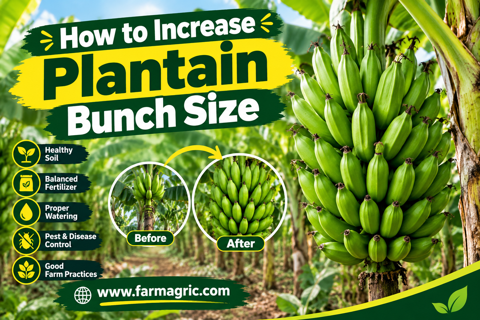 How to Increase Plantain Bunch Size