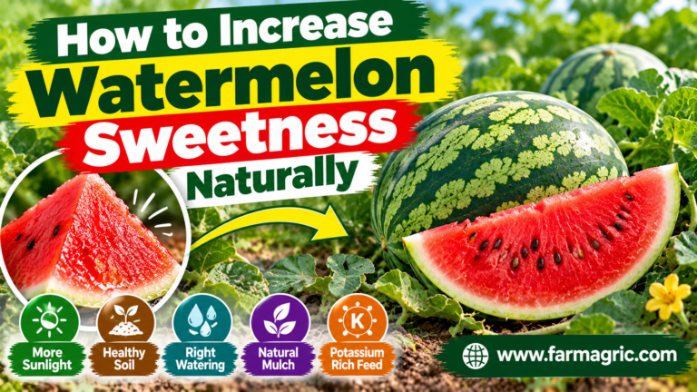 How to Increase Watermelon Sweetness Naturally