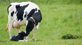 How to Know If a Cow Is Pregnant Without a Vet