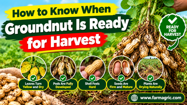 How to Know When Groundnut Is Ready for Harvest