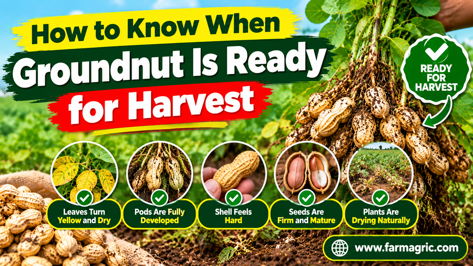 How to Know When Groundnut Is Ready for Harvest