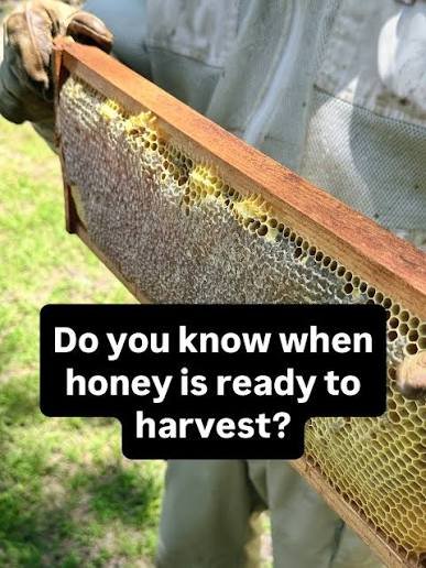 How to Know When Honey Is Ready for Harvest