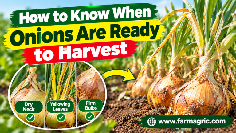 How to Know When Onions Are Ready to Harvest