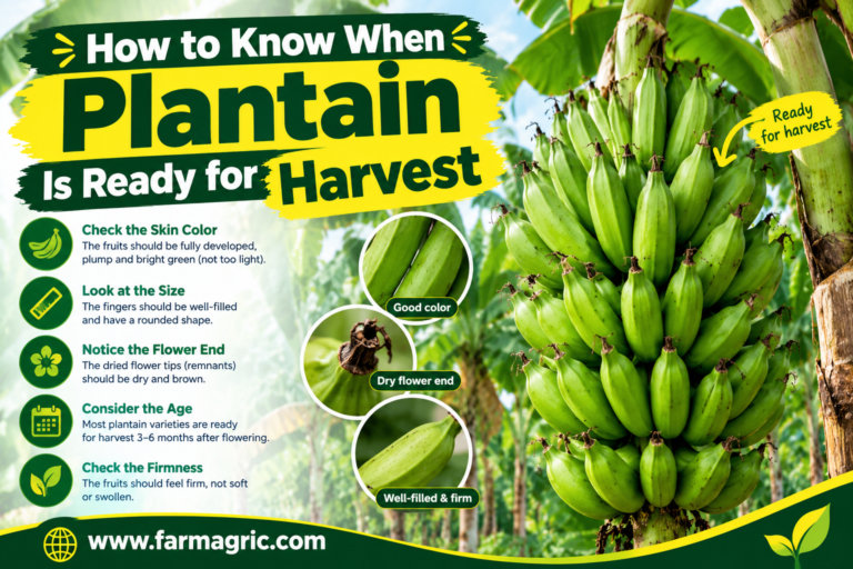 How to Know When Plantain Is Ready for Harvest