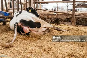 How to Know When a Cow Is Ready to Give Birth