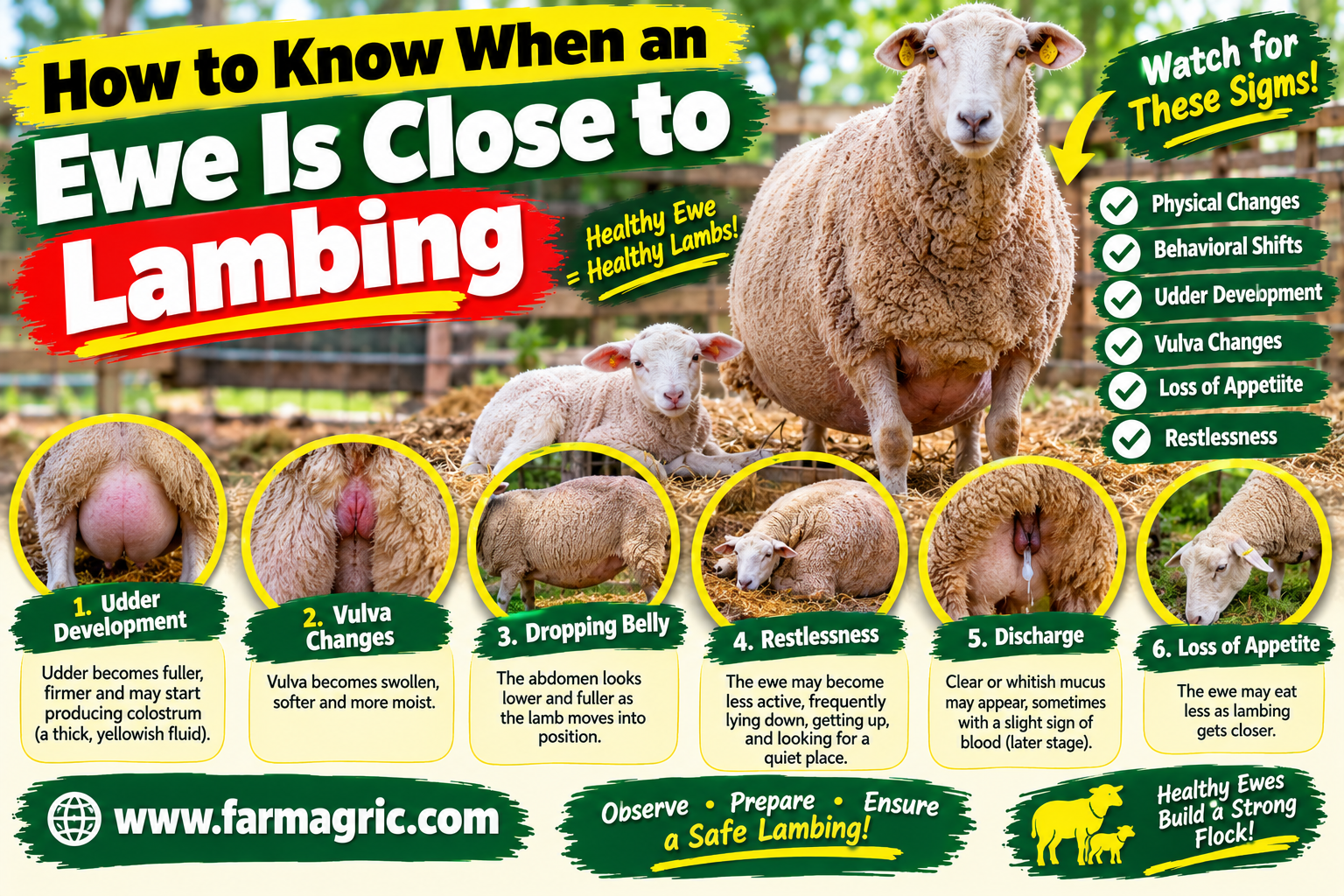 How to Know When a Ewe Is Close to Lambing