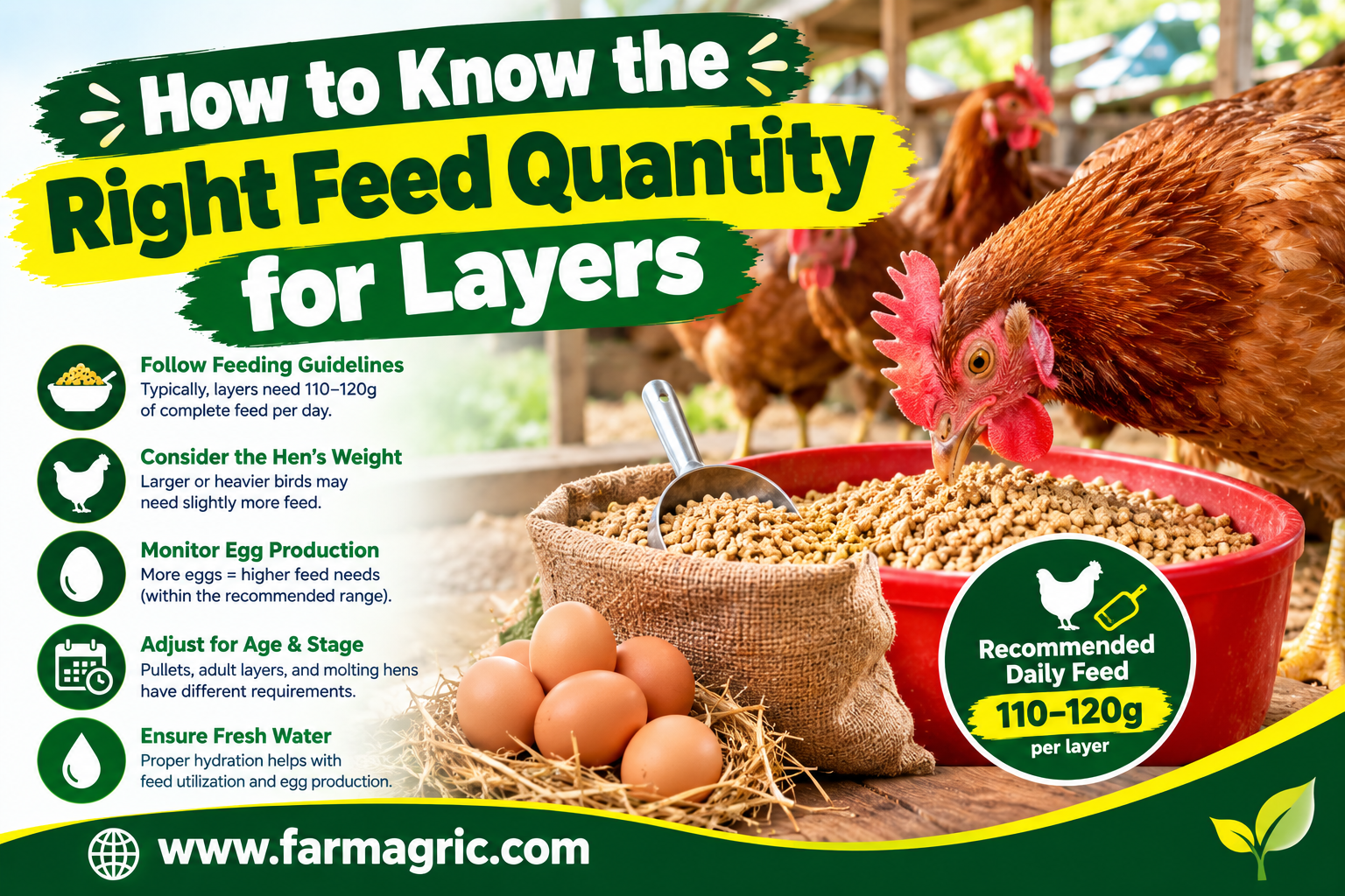 How to Know the Right Feed Quantity for Layers