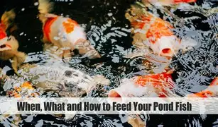 Learn how to set the right feeding schedule for fish ponds, including how much, how often, and when to feed, plus how to adjust through the season.