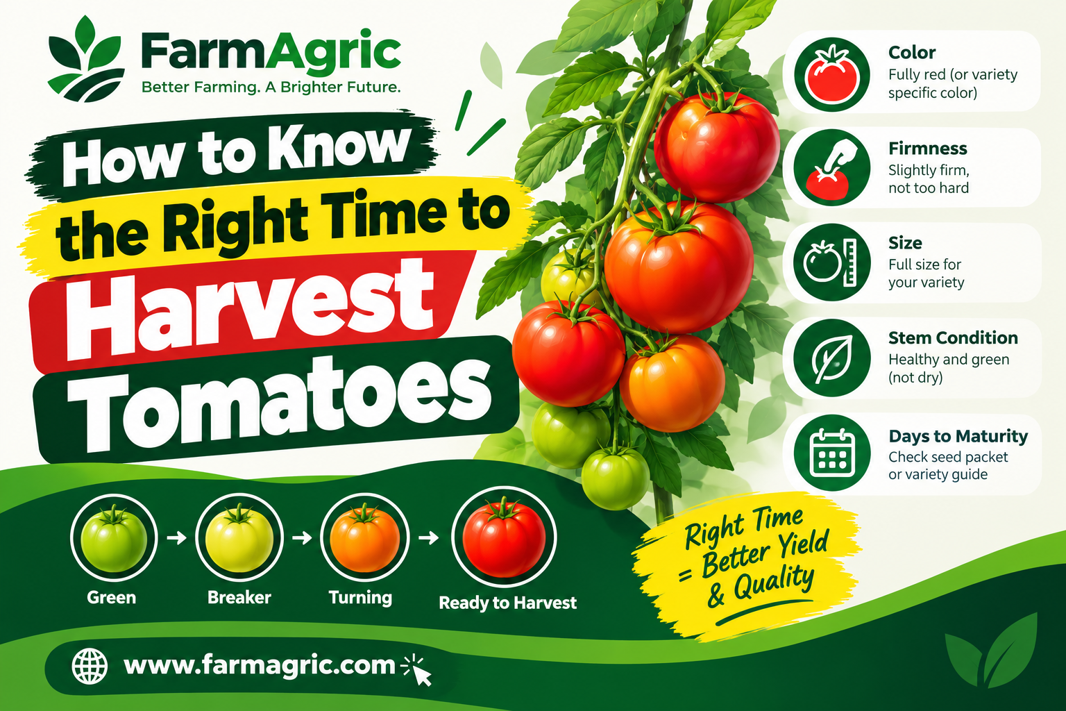 How to Know the Right Time to Harvest Tomatoes