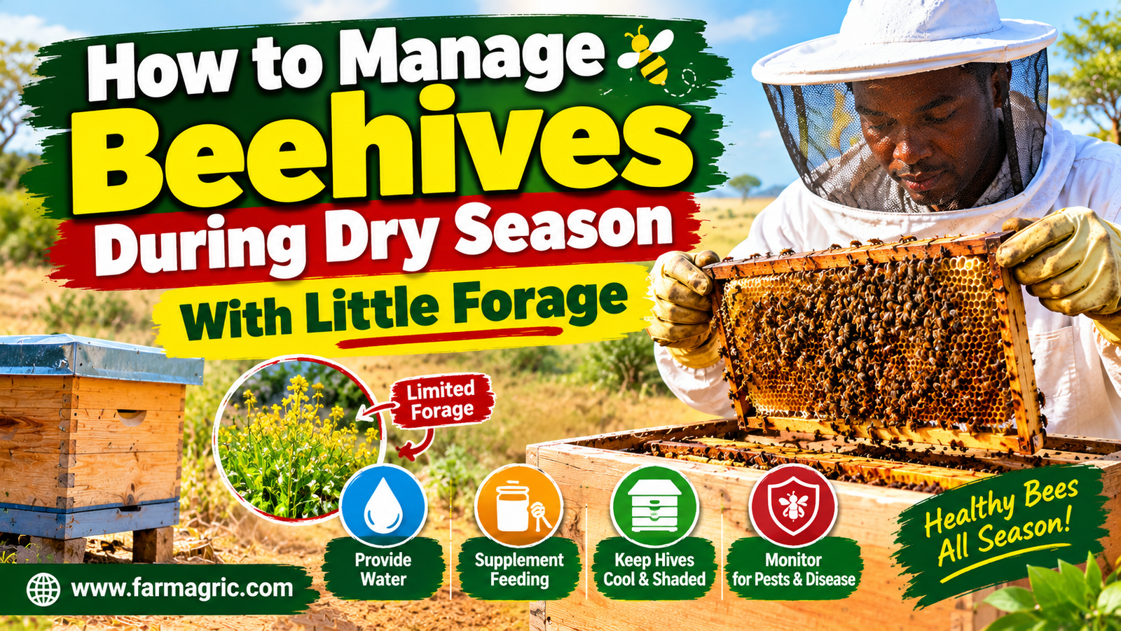 How to Manage Beehives During Dry Season With Little Forage