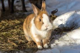 How to Manage Rabbits During Hot Weather Without Losses