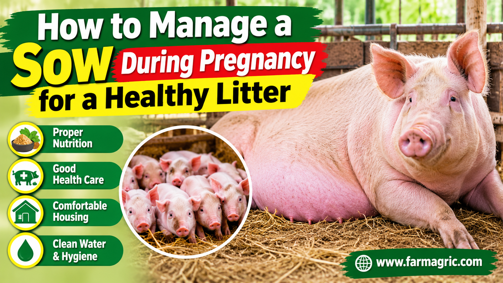 How to Manage a Sow During Pregnancy for a Healthy Litter