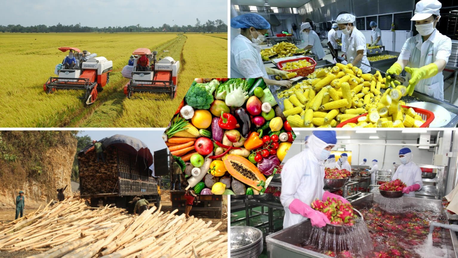 How to Prepare Farm Produce for Export Quality, Storage and Handling