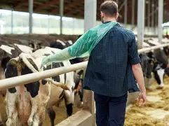 How to Prevent Bloat in Cattle on Fresh Pasture.
