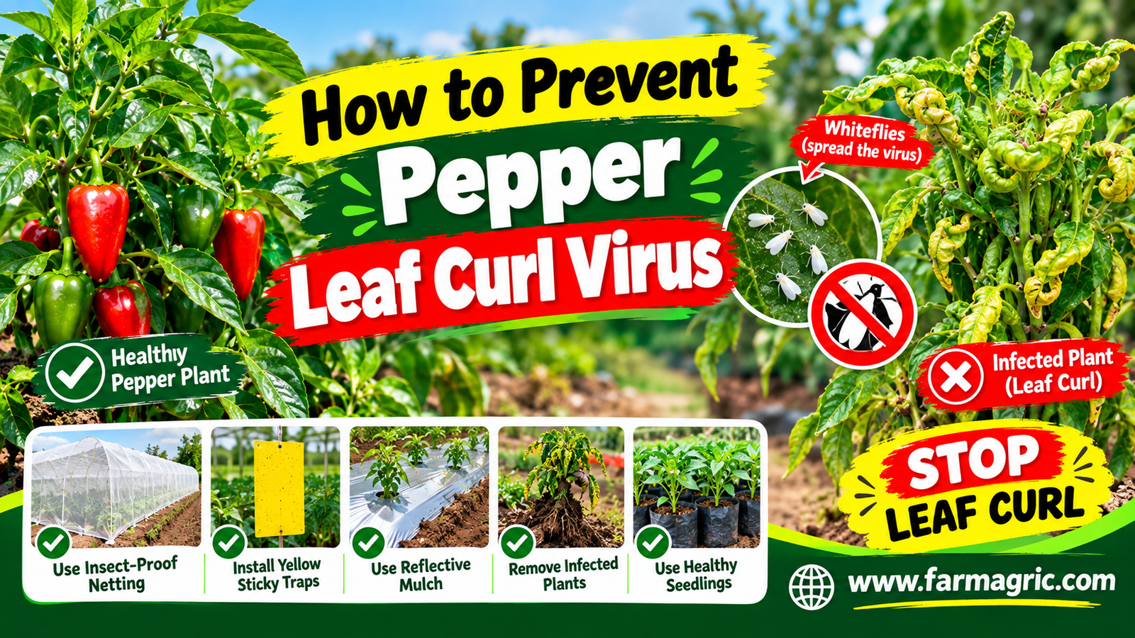 How to Prevent Pepper Leaf Curl Virus