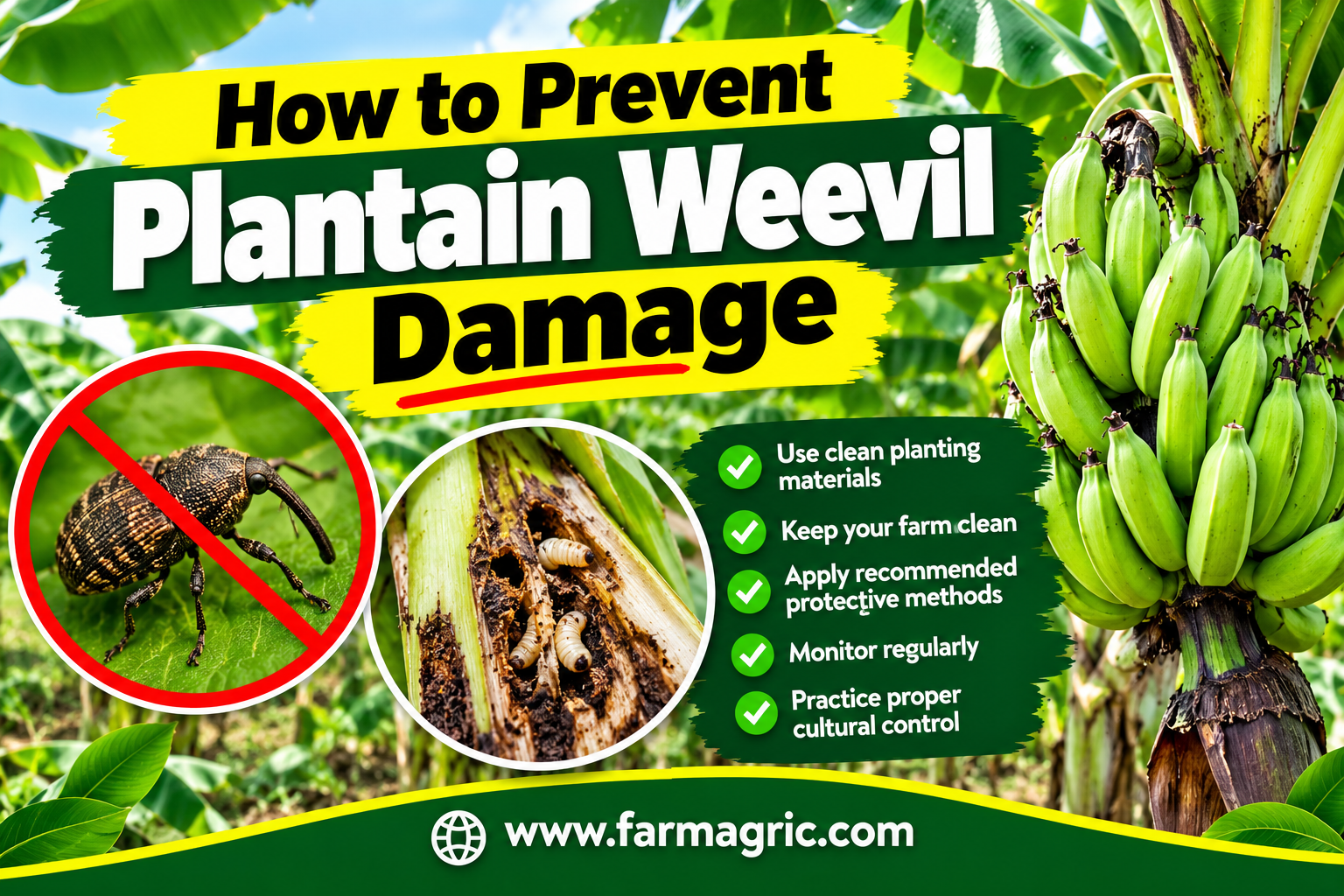 How to Prevent Plantain Weevil Damage