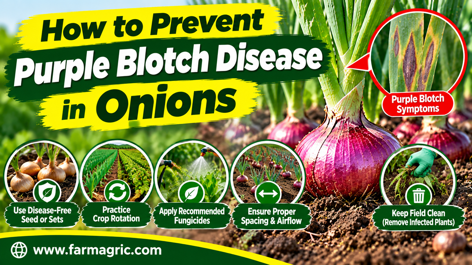 How to Prevent Purple Blotch Disease in Onions