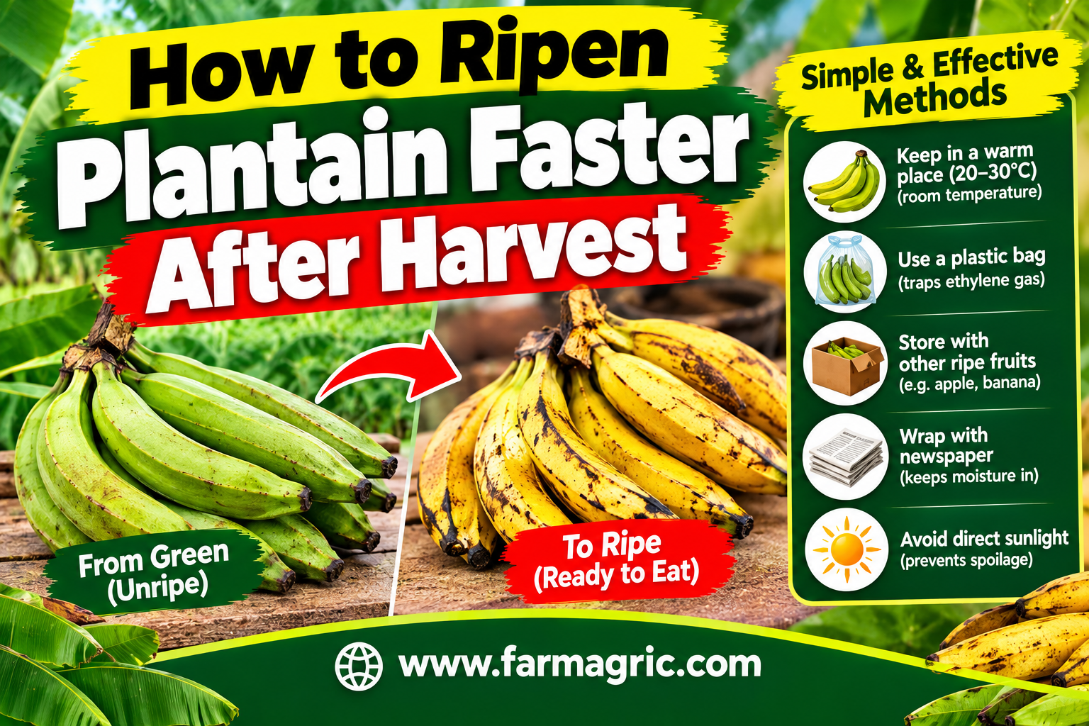 How to Ripen Plantain Faster After Harvest