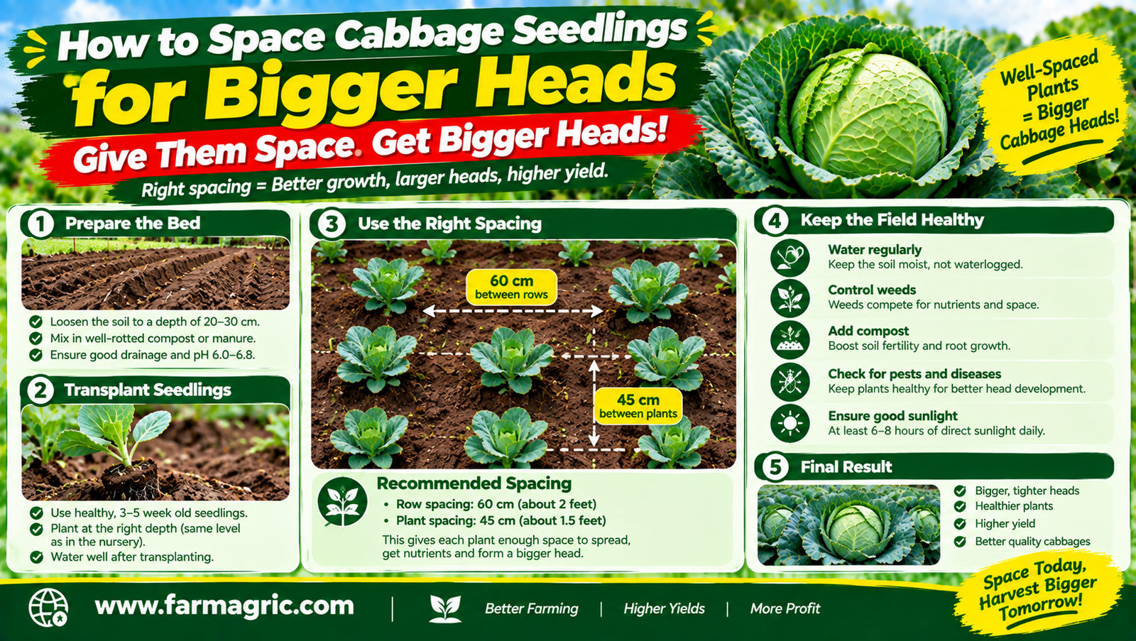 How to Space Cabbage Seedlings for Bigger Heads