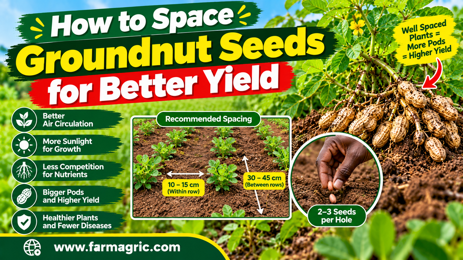 How to Space Groundnut Seeds for Better Yield