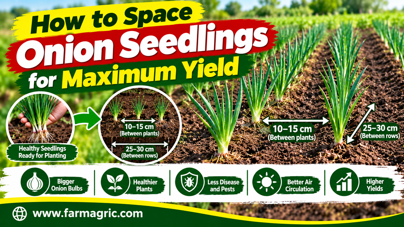 How to Space Onion Seedlings for Maximum Yield