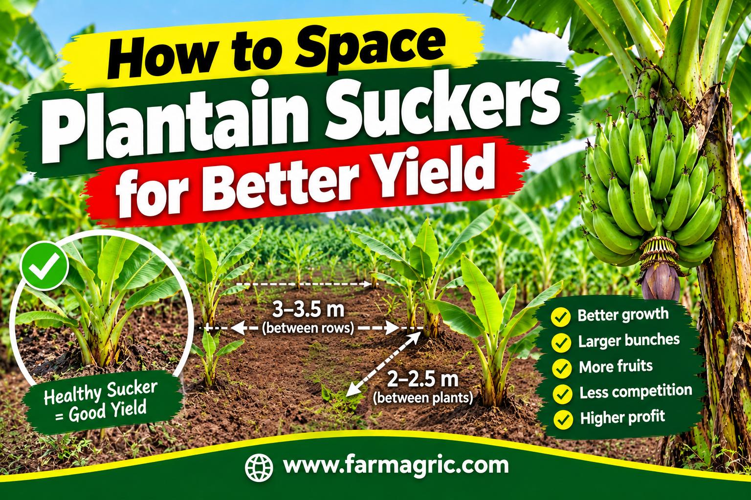 How to Space Plantain Suckers for Better Yield