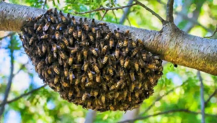 How to Stop Bees From Absconding From the Hive